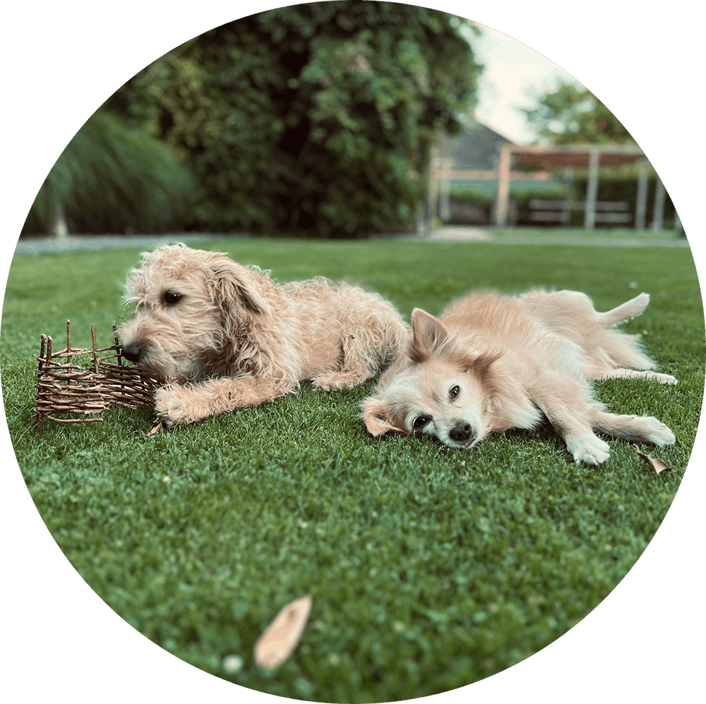honden